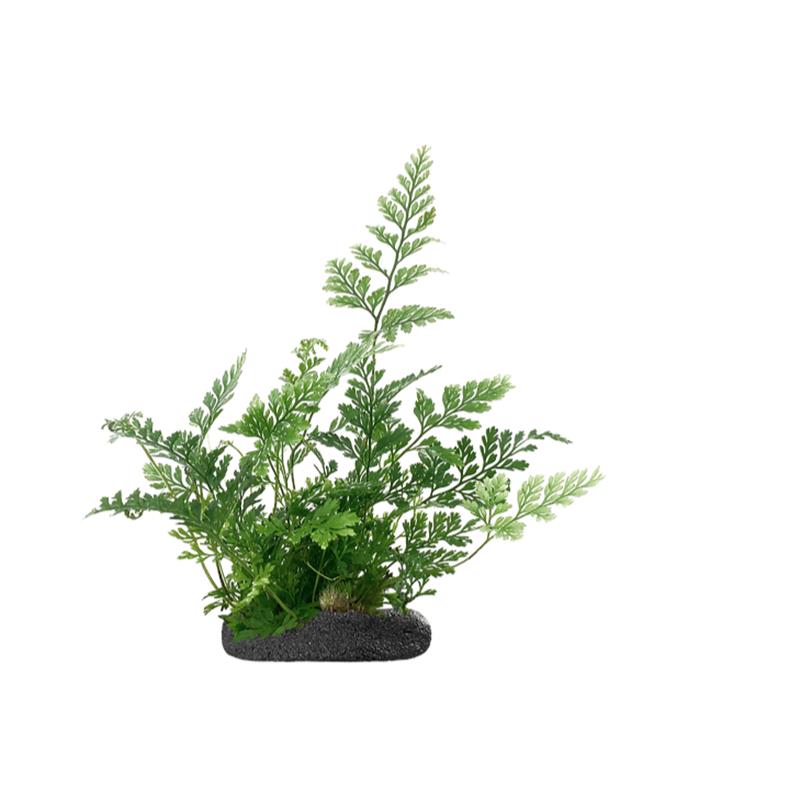 Planta terariu WIO Feriga White Rabbit's Foot "Humata tyermanii" - imagine 3